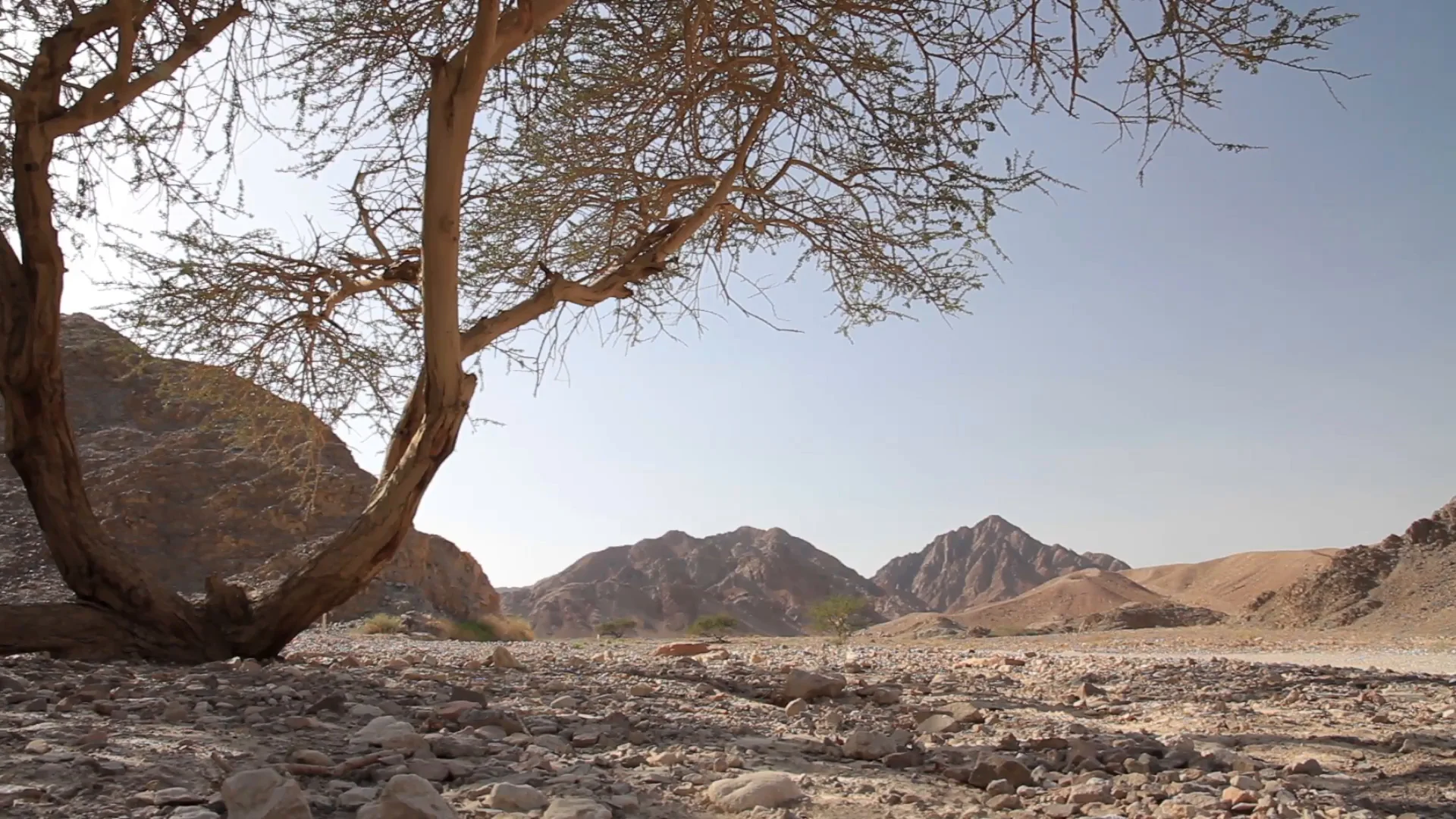 Acacia Tree.jpg