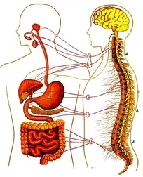Zone-4-Digestive-System.jpg