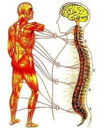 Zone-5-Muscular-System.jpg