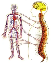 Zone-6-Circulatory-System.jpg