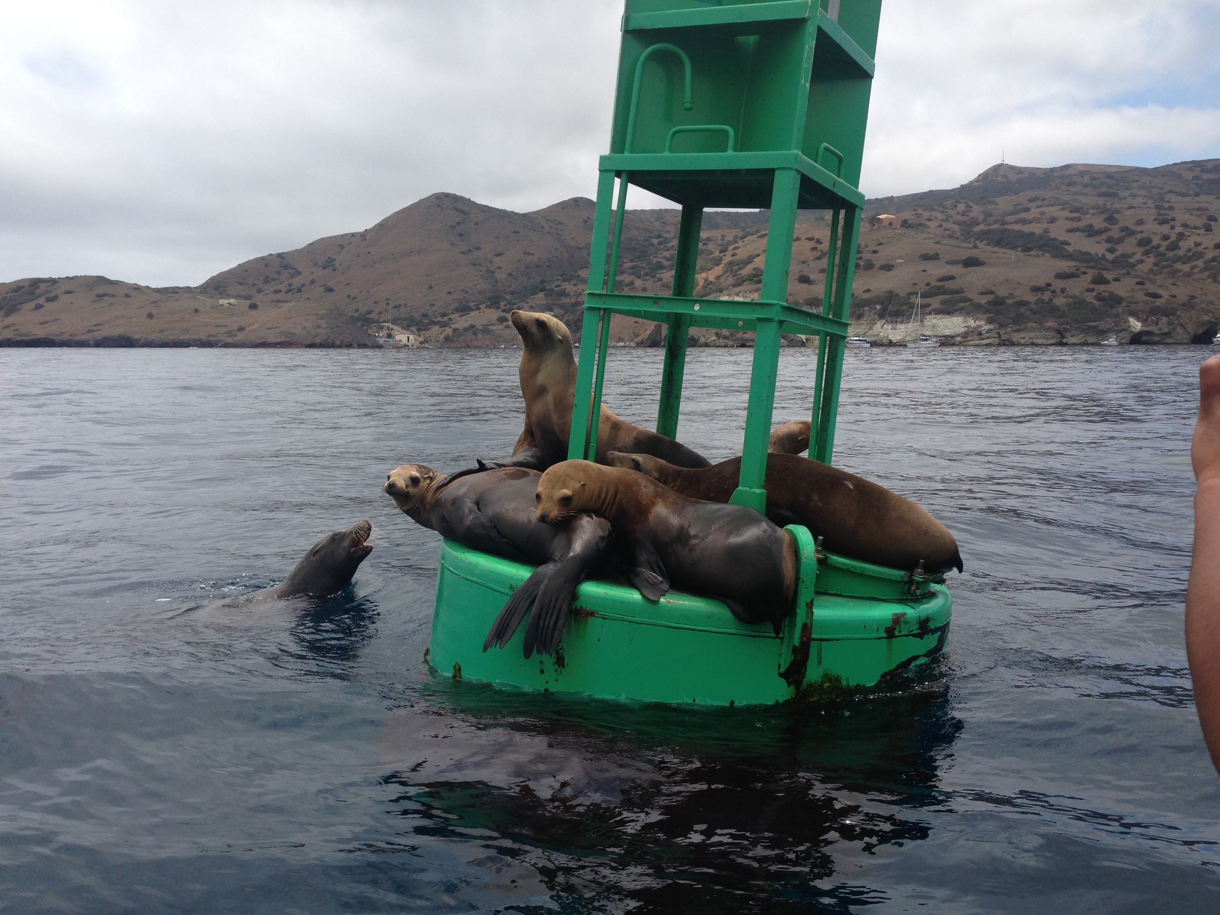 Checking out some Seals near Two Harbors, Catalina Island