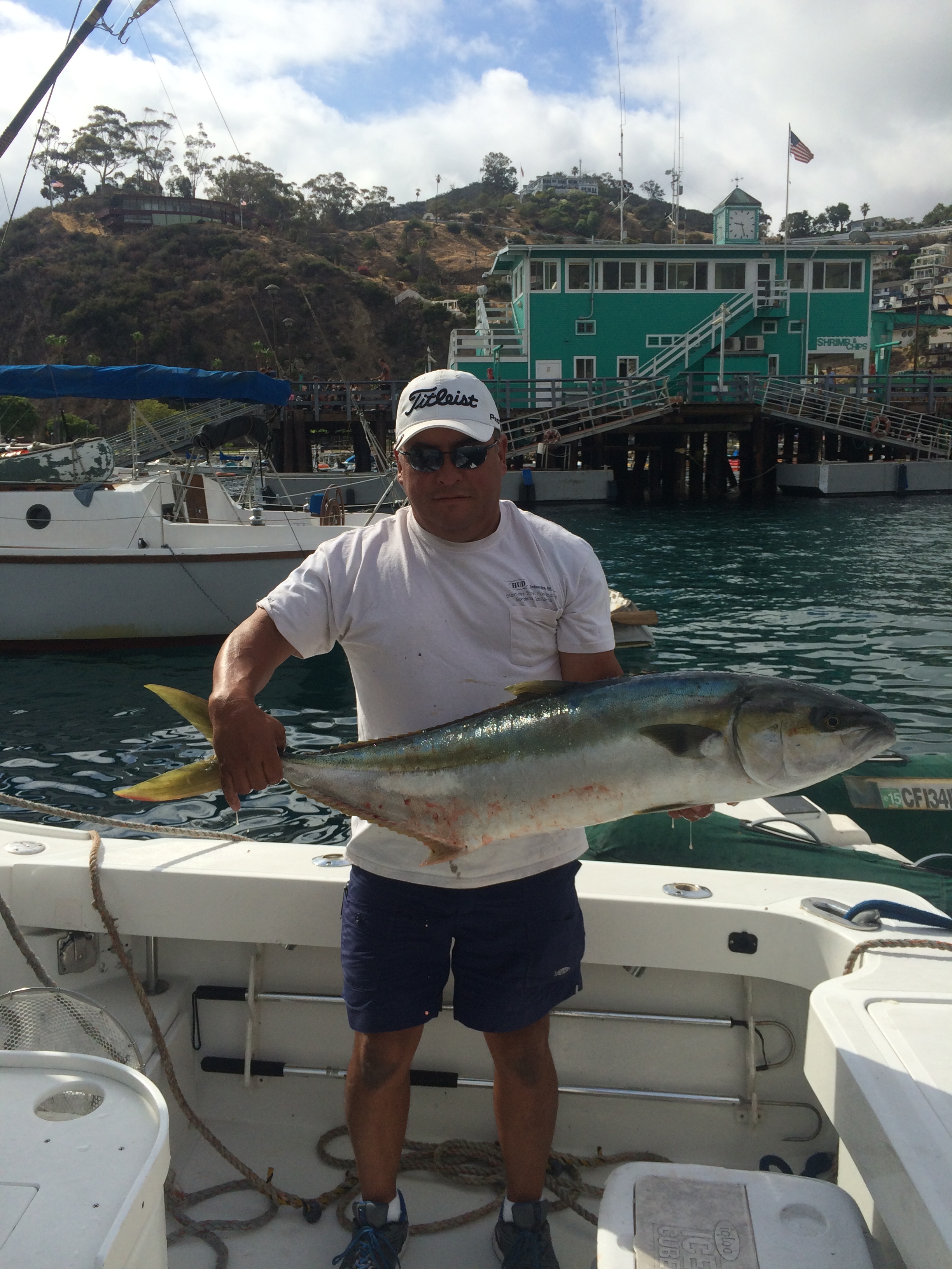 Yellowtail