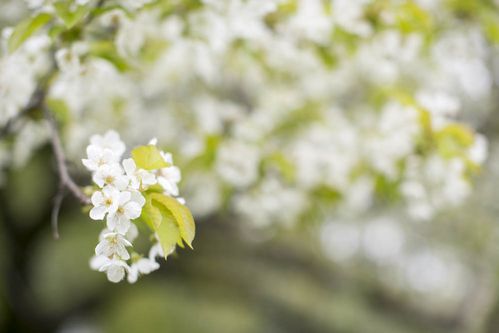 philiosophy-studios-engagement-session-spring-orchard-blossoms-vineyard-bride-swish-list-vendor-niagara-toronto-wedding-photographer007.JPG