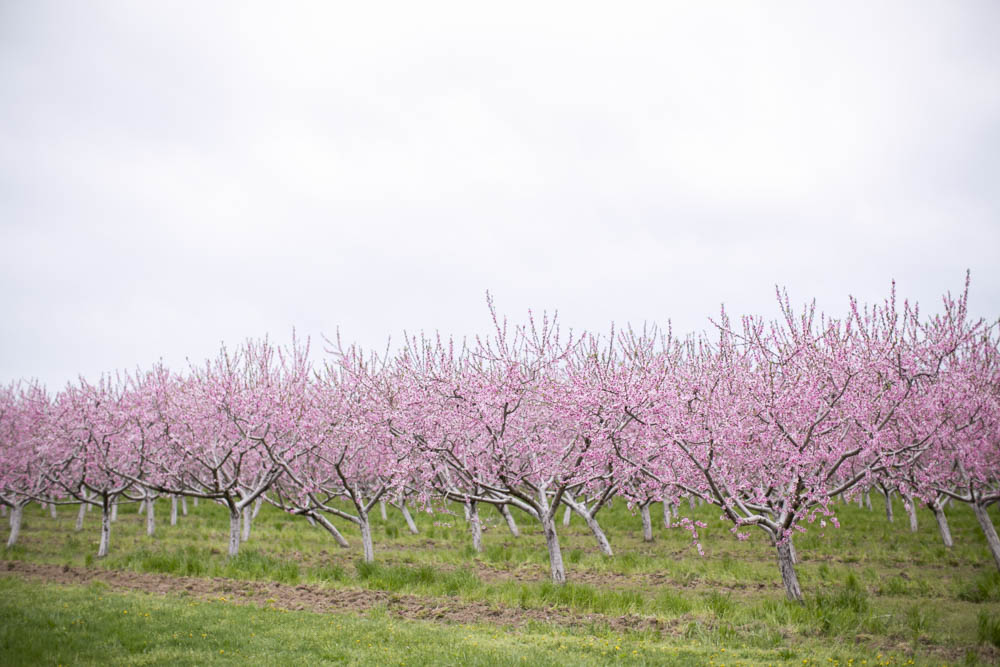 philiosophy-studios-engagement-session-spring-orchard-blossoms-vineyard-bride-swish-list-vendor-niagara-toronto-wedding-photographer016.JPG