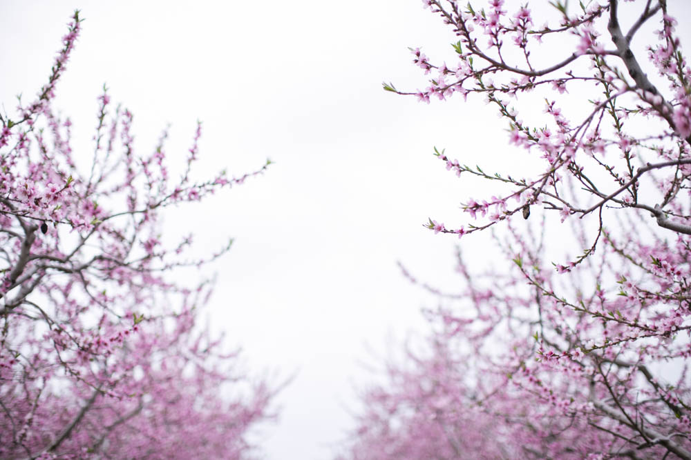 philiosophy-studios-engagement-session-spring-orchard-blossoms-vineyard-bride-swish-list-vendor-niagara-toronto-wedding-photographer018.JPG