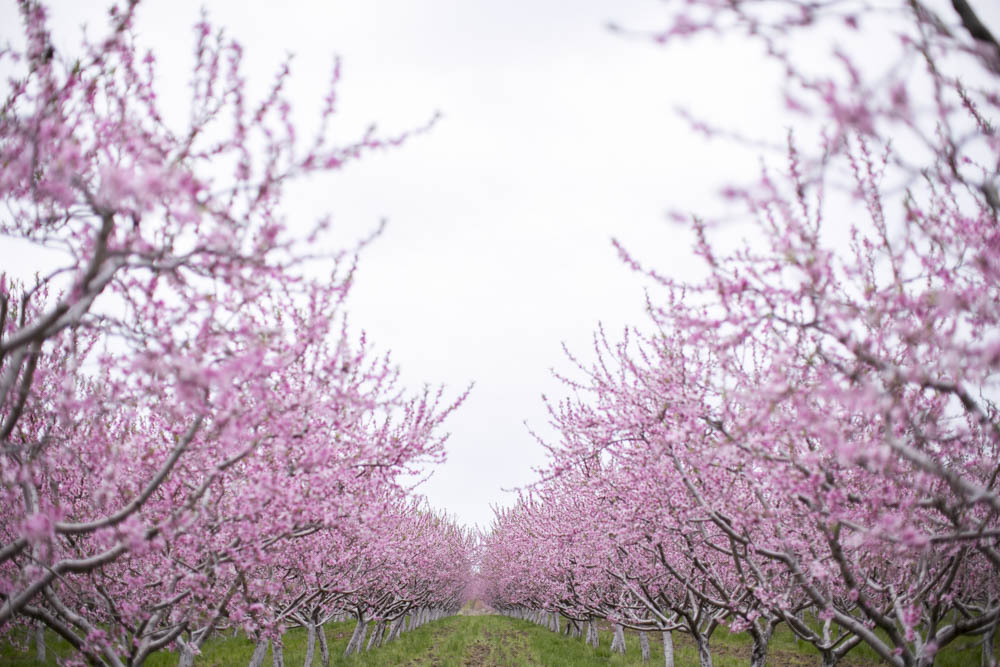 philiosophy-studios-engagement-session-spring-orchard-blossoms-vineyard-bride-swish-list-vendor-niagara-toronto-wedding-photographer017.JPG