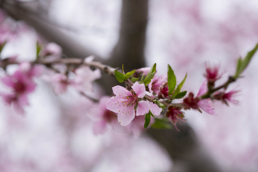 philiosophy-studios-engagement-session-spring-orchard-blossoms-vineyard-bride-swish-list-vendor-niagara-toronto-wedding-photographer024.JPG