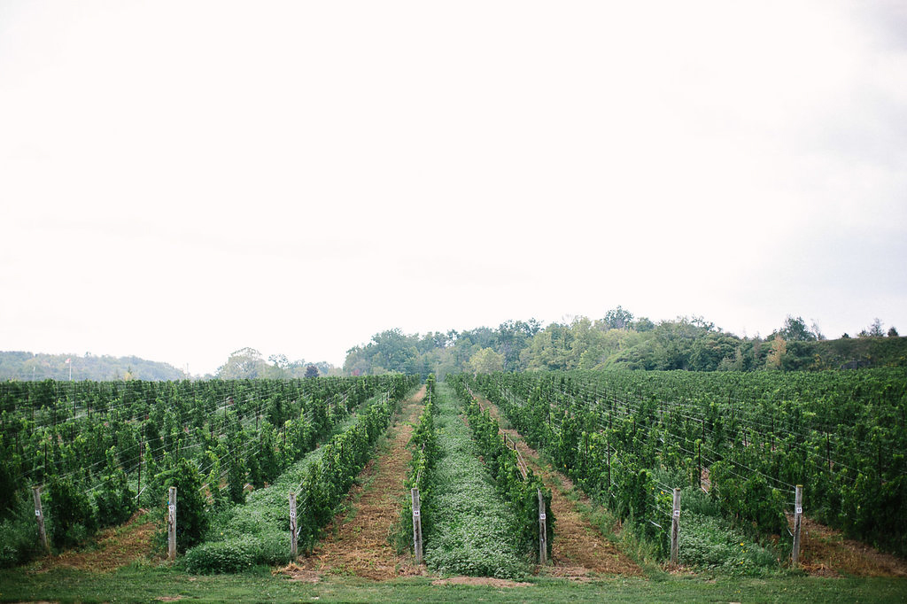 corynn-fowler-photography-vineyard-bride-swish-list-featherstone-winery-vineland-wedding-4.jpg