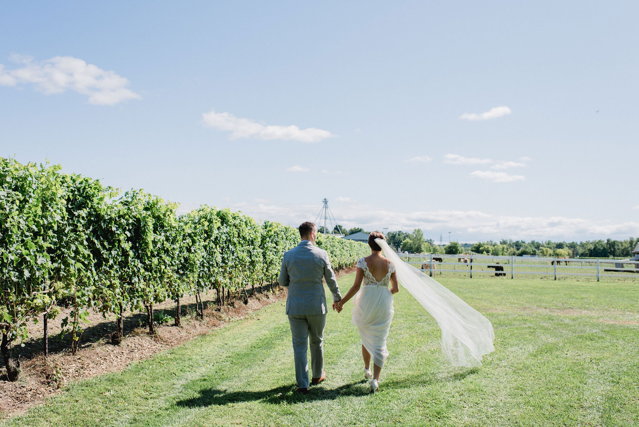 Honsberger-Estate-Wedding-Summer-Winery-Vineyard-Bride-Niagara-on-the-Lake-photos-by-Jacqueline-James-Photography-0039.JPG