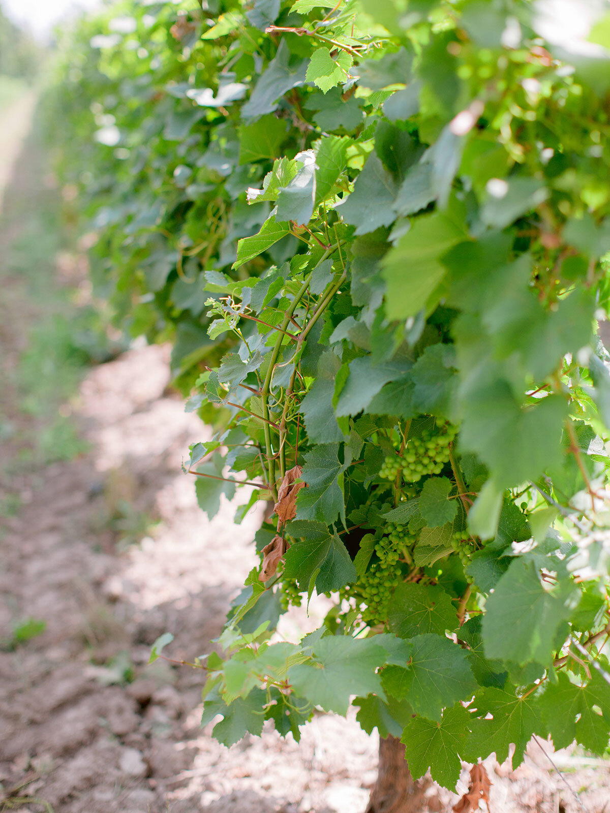 Queens-Landing-Wedding-Summer-Vintage-Hotels-Vineyard-Bride-Niagara-on-the-Lake-photos-by-Kurtz-Orpia-Photography-0037.jpg