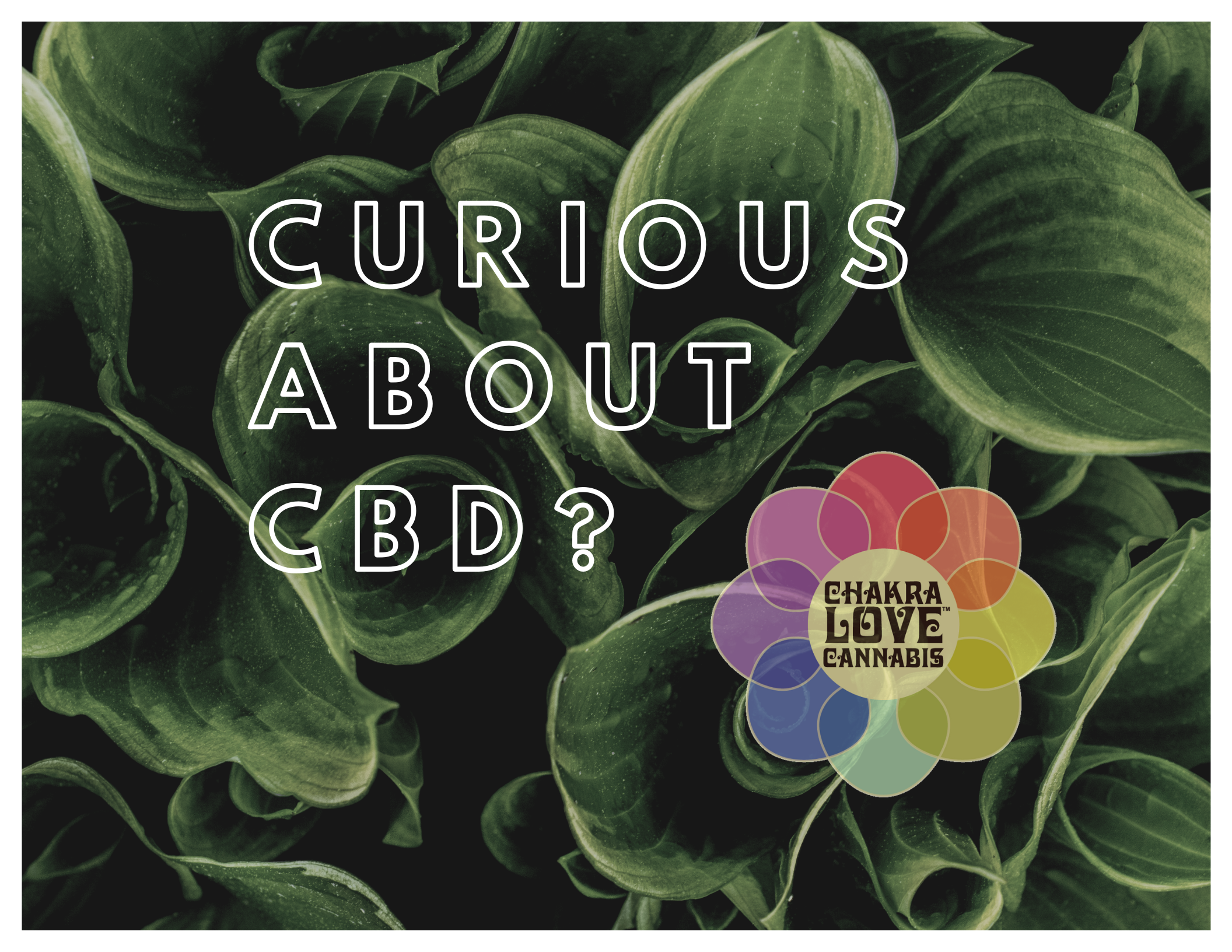 CURIOUS ABOUT CBD_.png