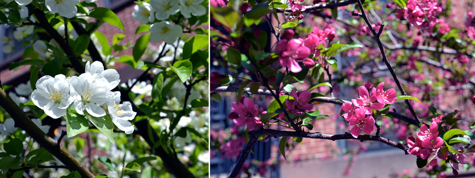 blossoms.jpg