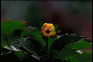 tumblr_m0ie6yNV211qiuvv8o1_400.gif