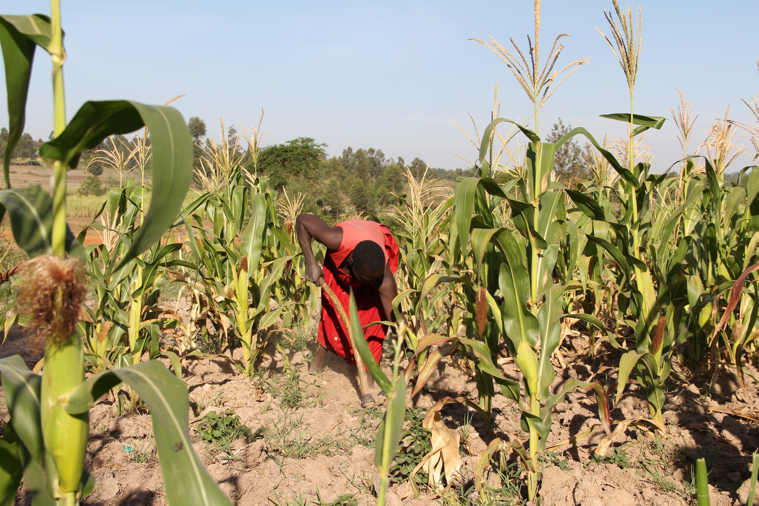 Kenyan farmers use hand-held hoes, known as 'Djembe' or 'Jembe'