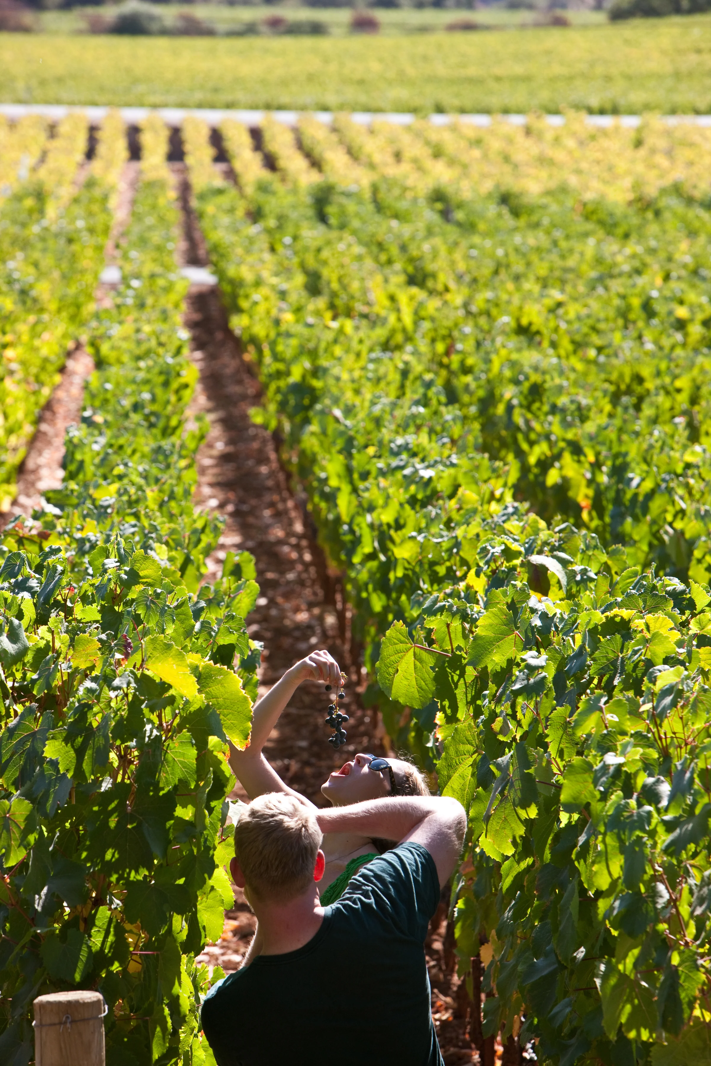 EatingGrapesinVineyard.jpg