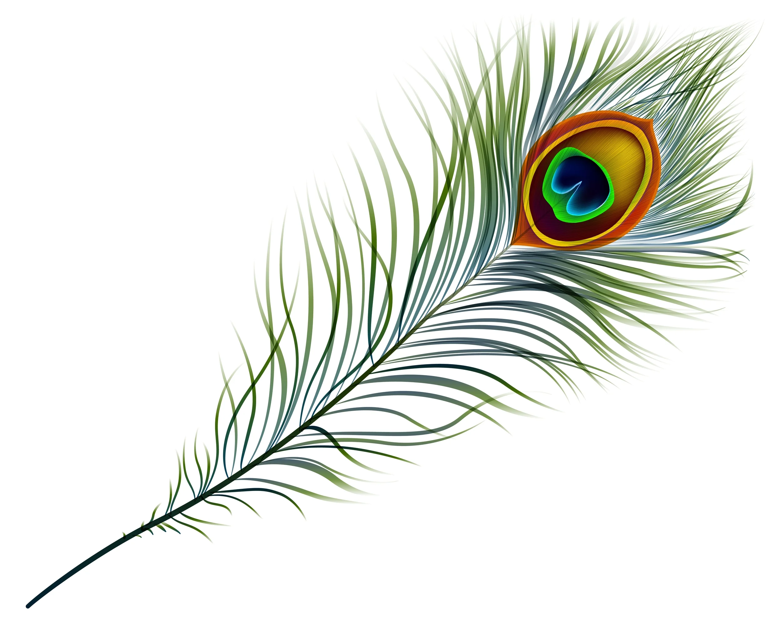 Peacock Feather.jpg