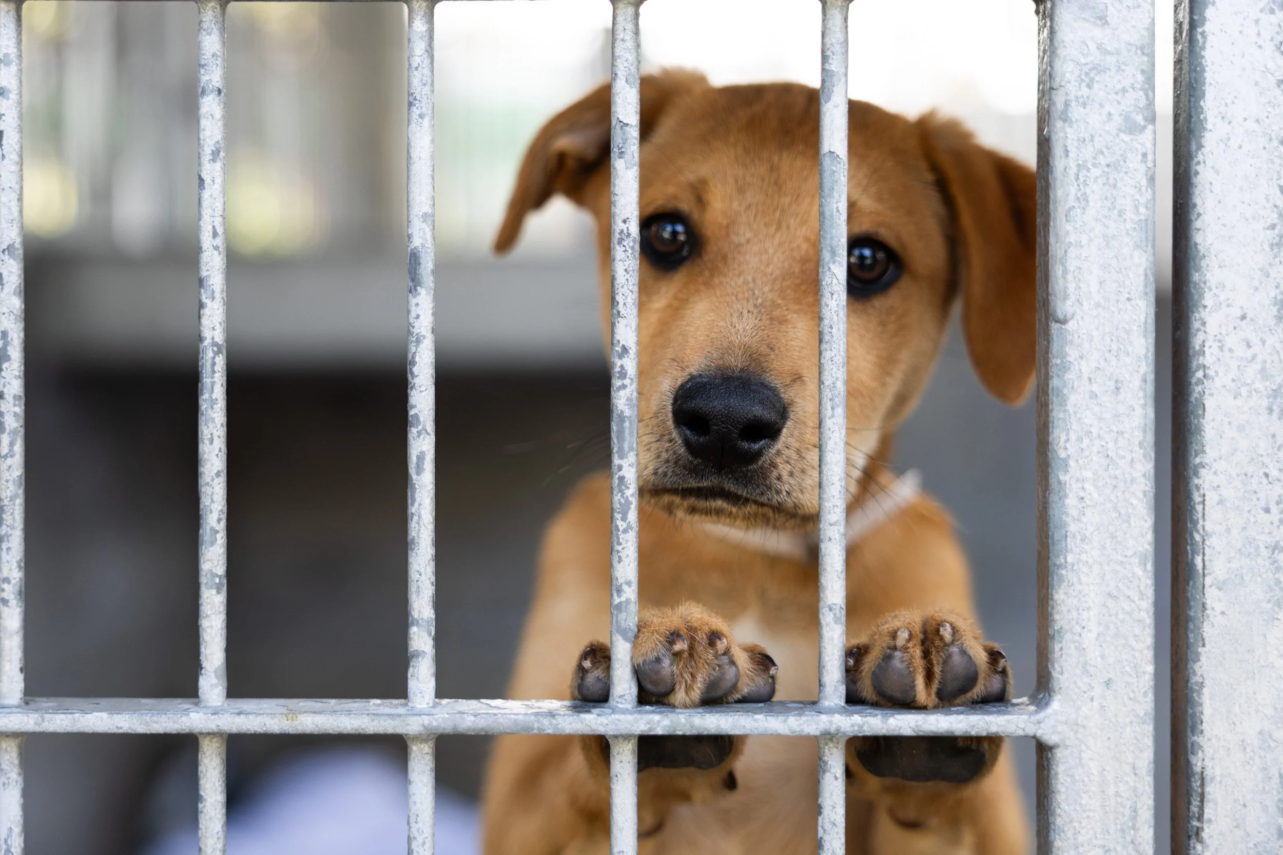 20240216-C05-F0607-ANIMAL-SHELTER-Web.jpg