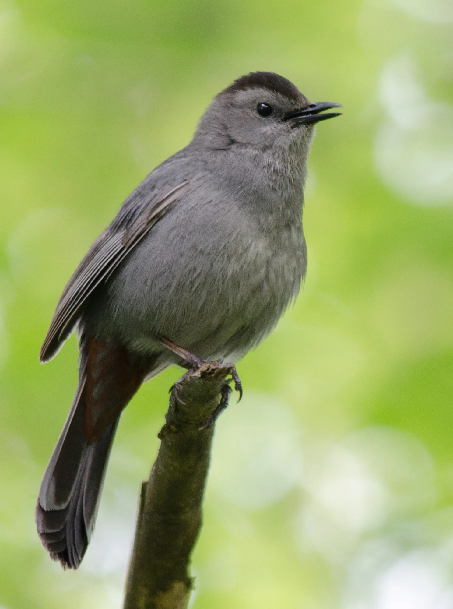 20110522-20110522-_DSC3126-Edit.jpg