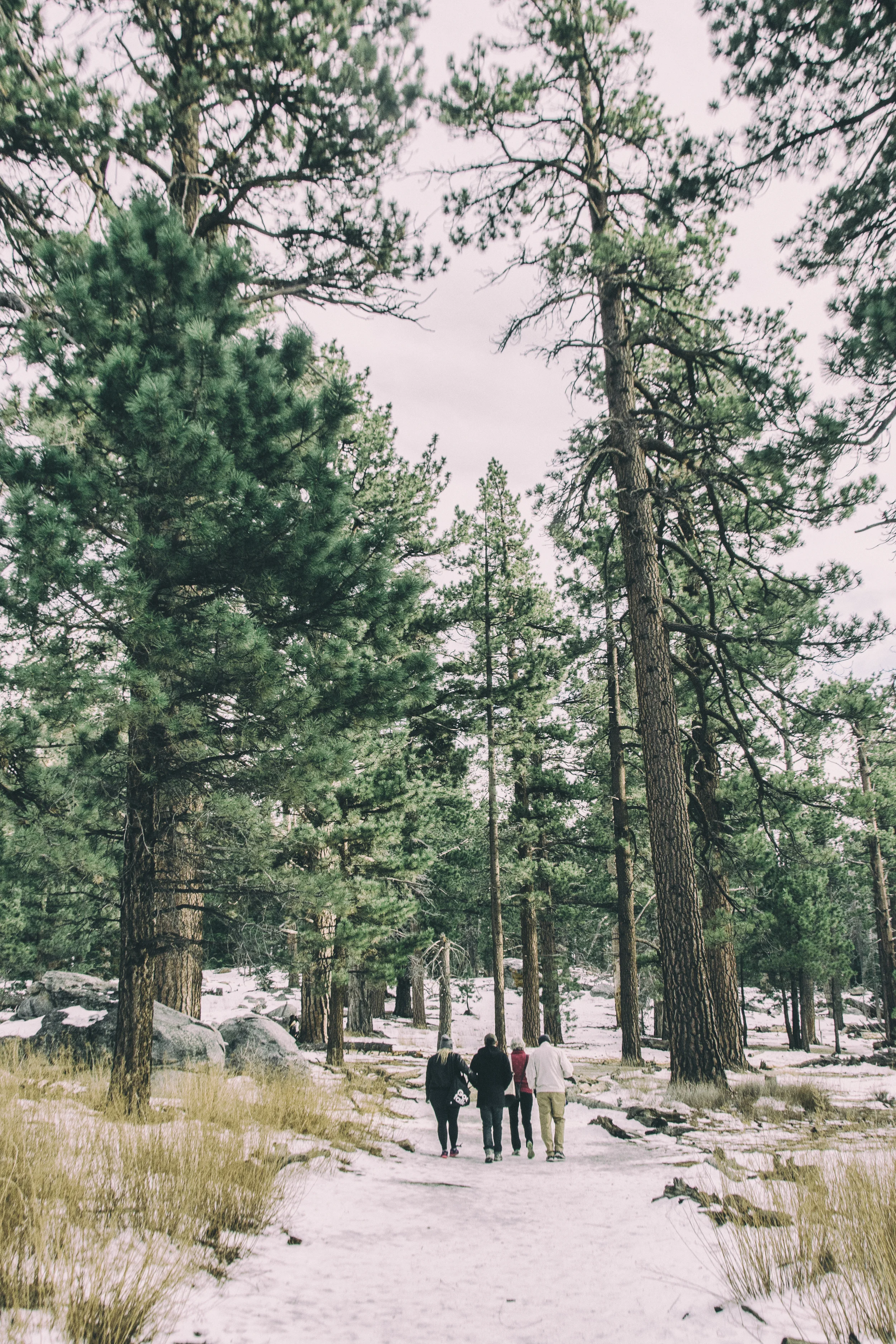 Snow covered hiking path, Mount San Jacinto State Park