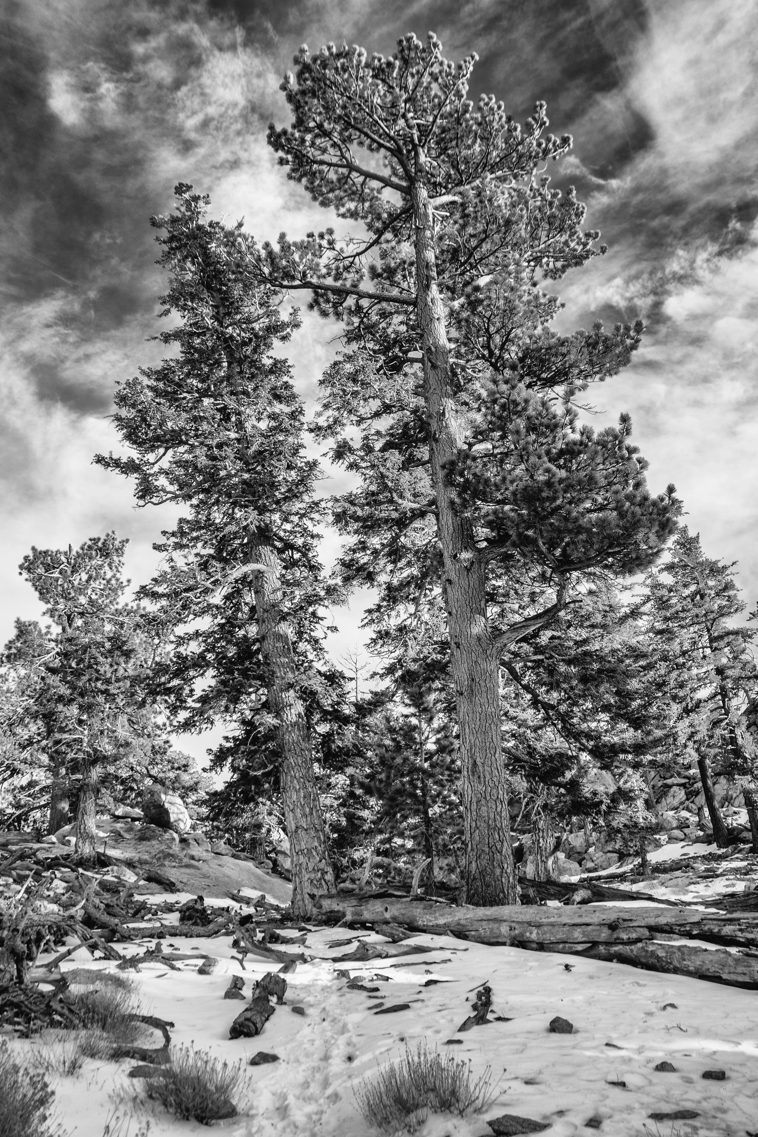 Trees and tiny hikers, Mount San Jacinto State Park