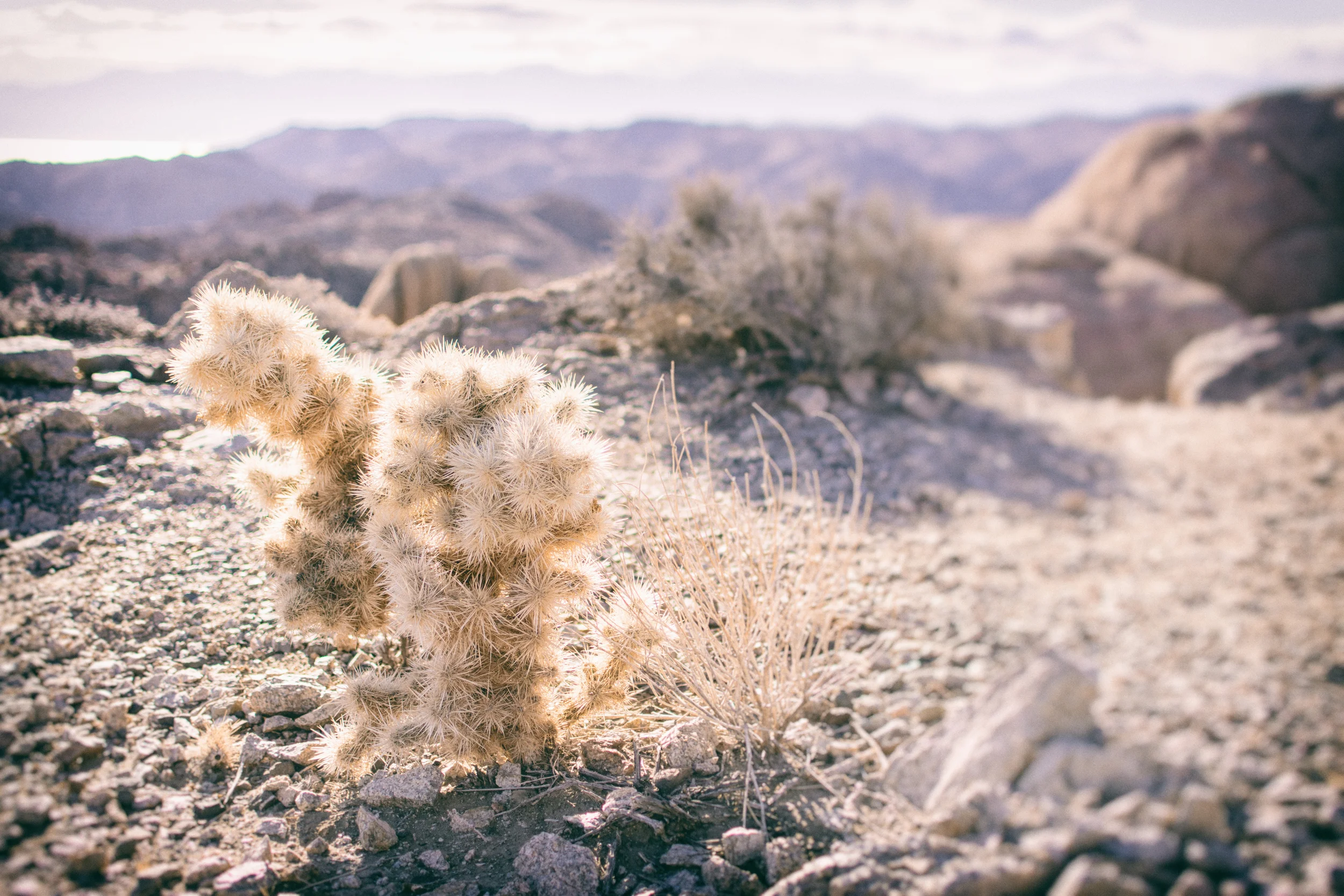 Plants overlooking mountains, Joshua Tree National Park