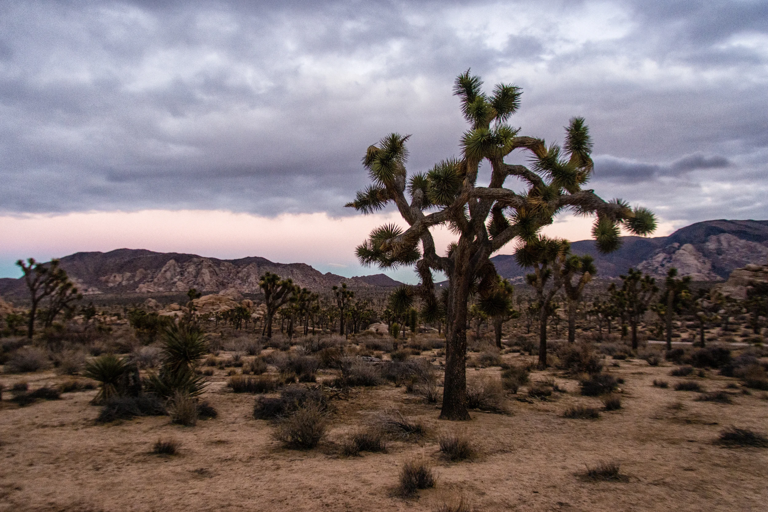 Sunset, Joshua Tree National Park