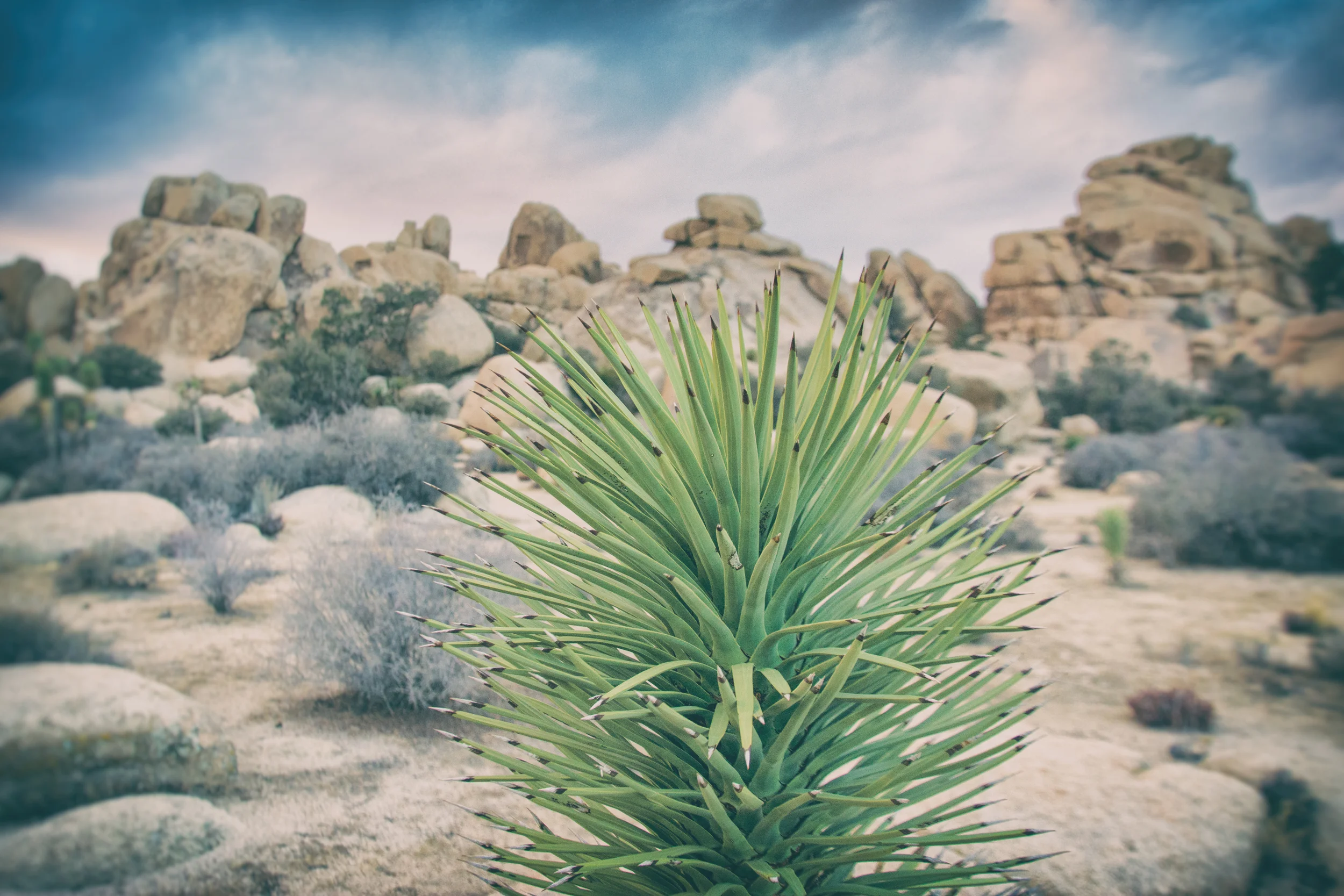 Plant and rock formations, Joshua Tree National Park