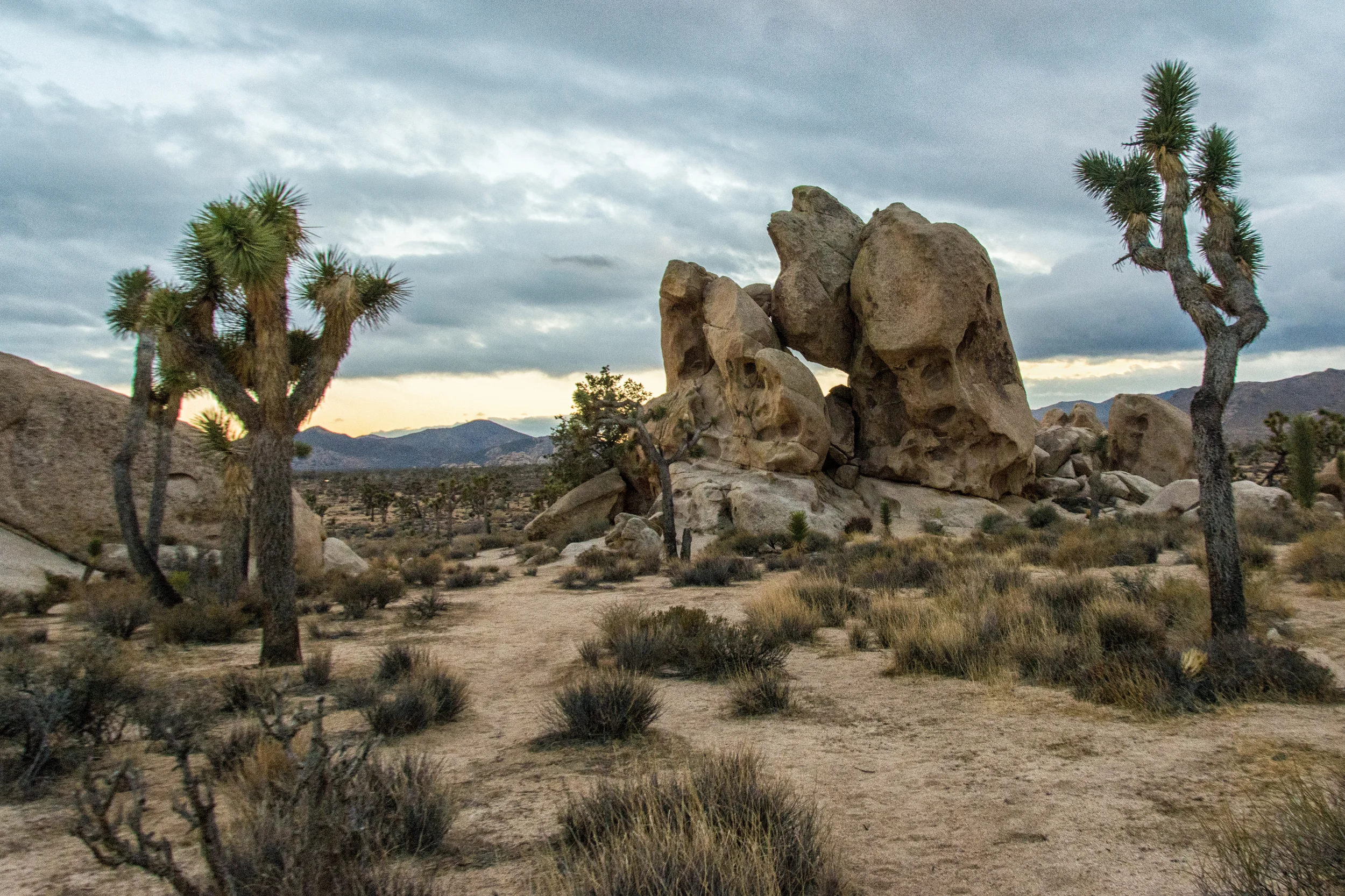 Trees and rocks, Joshua Tree National Park