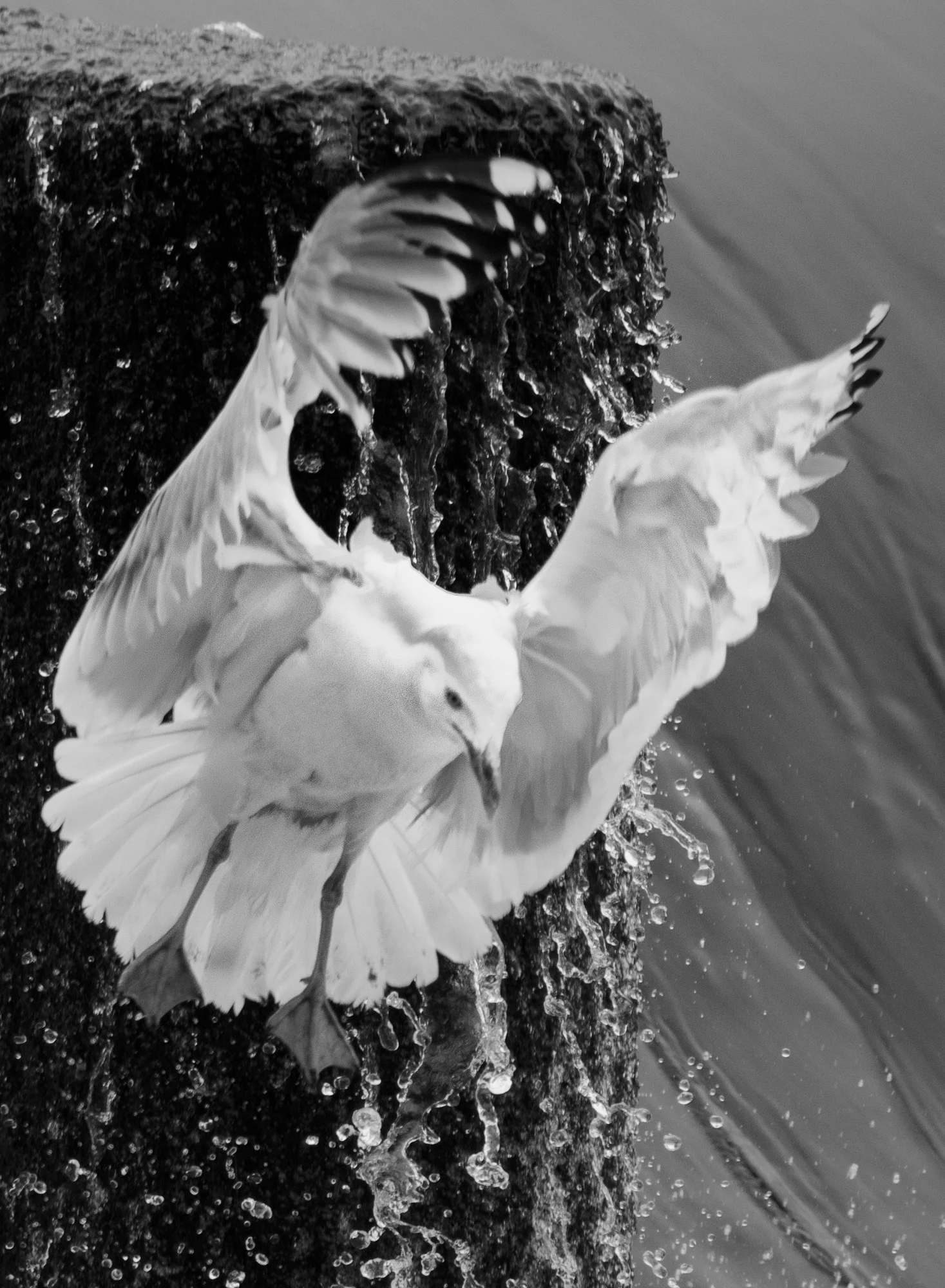 20110519-20110519-_DSC2066-Edit.jpg