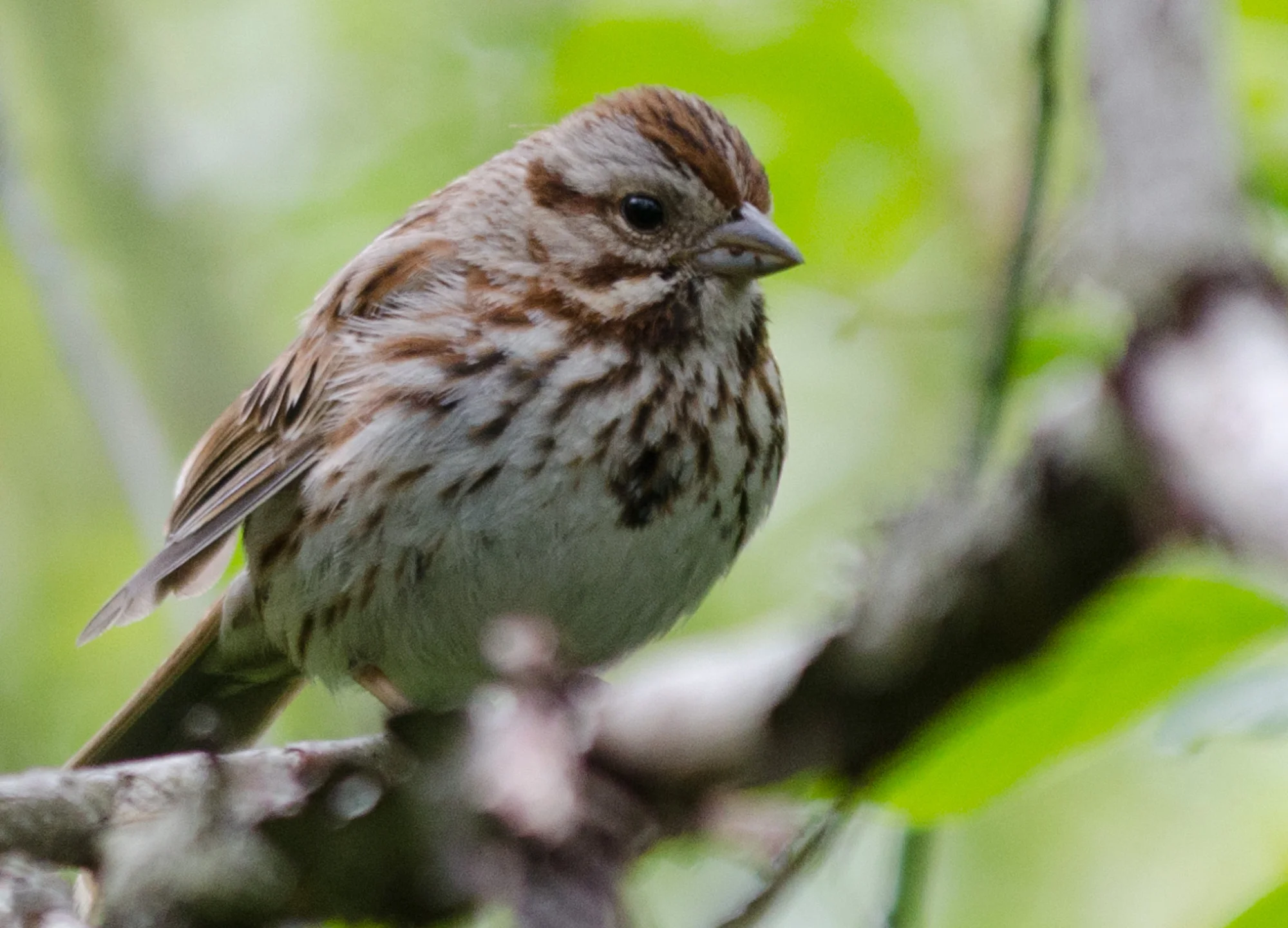 20110522-20110522-_DSC3093.jpg