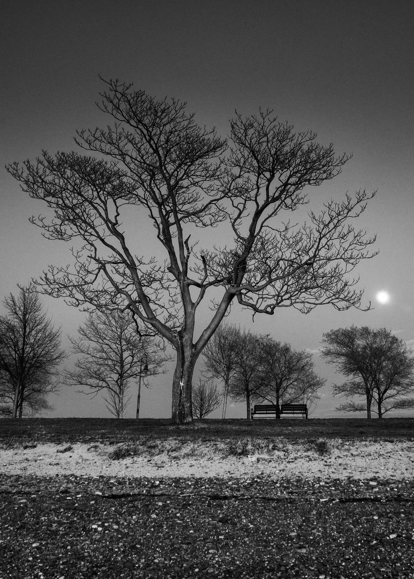 Castle Island Tree and Moon