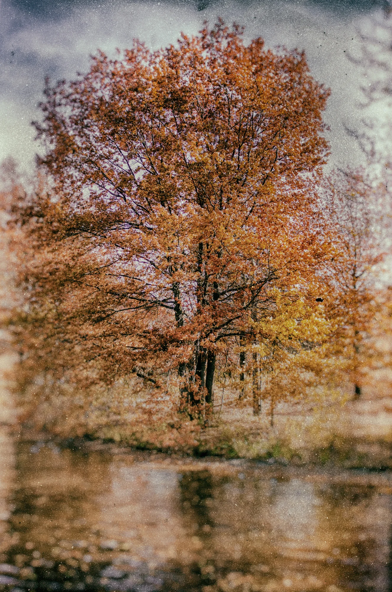 Autumn Colors Tree