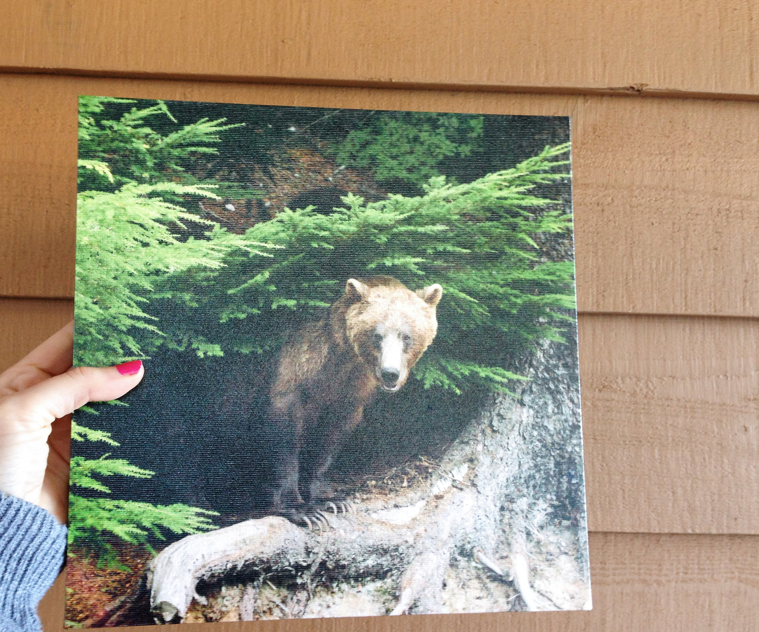 Grizzly Bear ≫≫ 10x10 Canvas. — MALLORIE OWENS