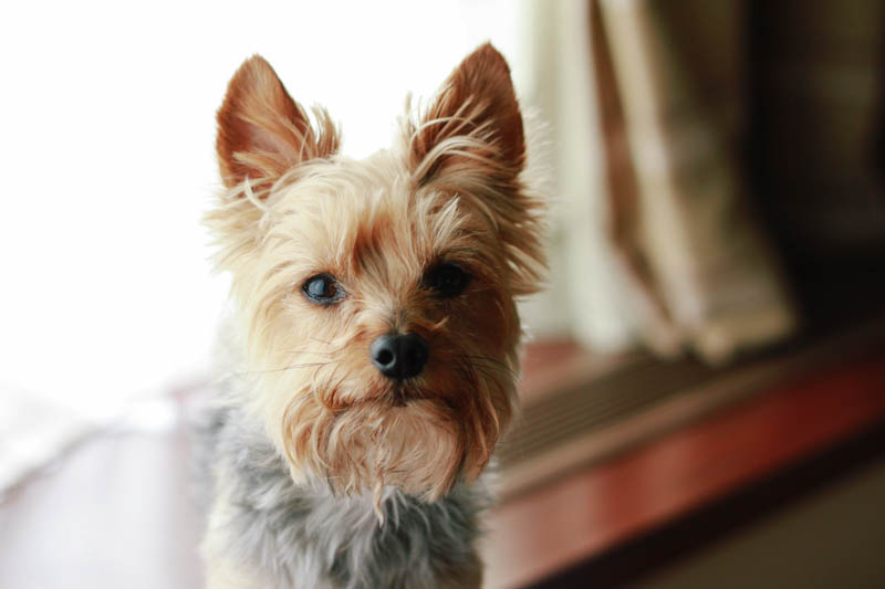 Yorkie | Mallorie Owens
