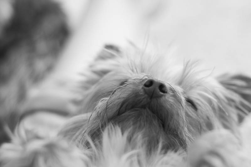 Yorkie | Mallorie Owens