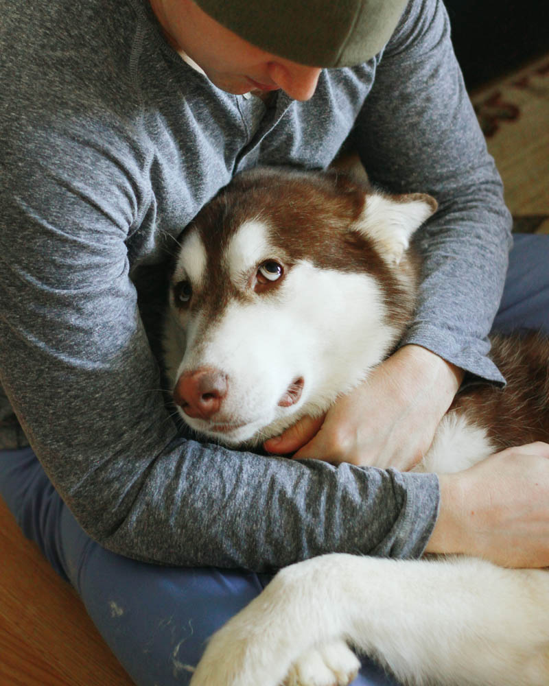 Alaskan Malamute | Mallorie Owens