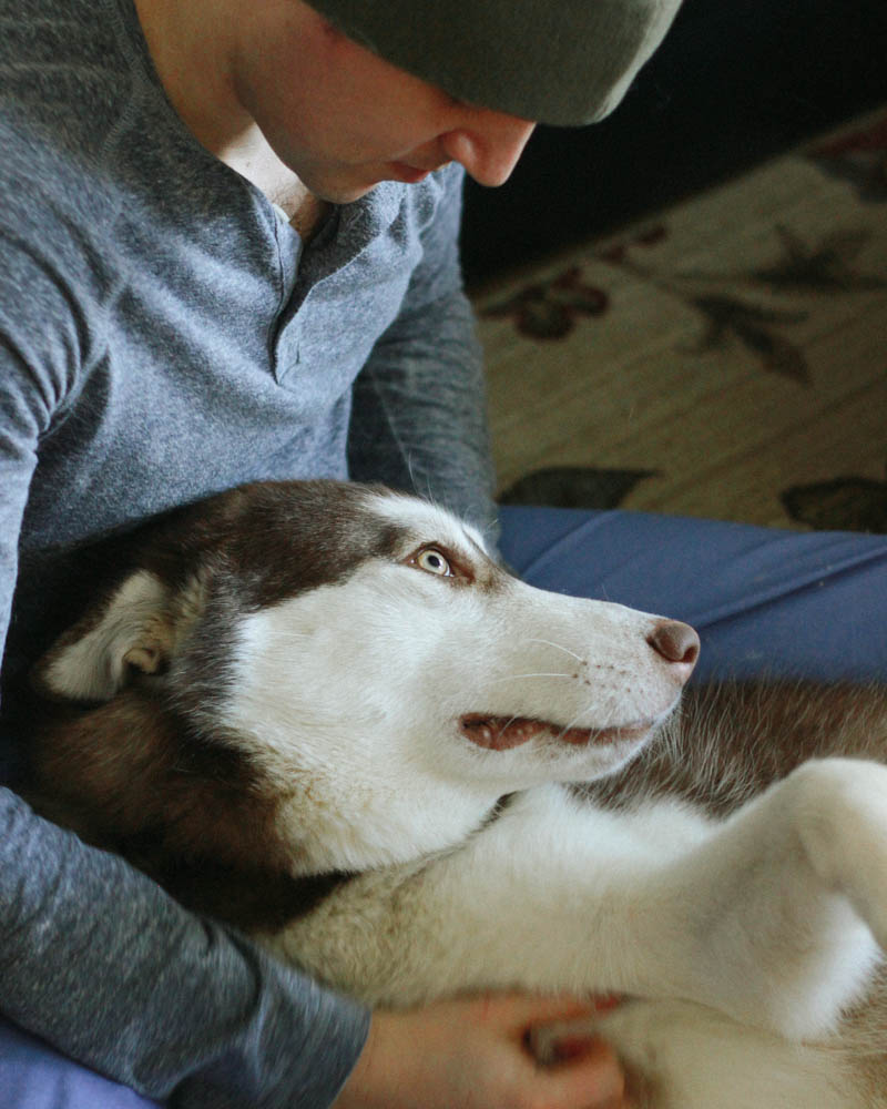 Atka the Alaskan Malamute | Mallorie Owens