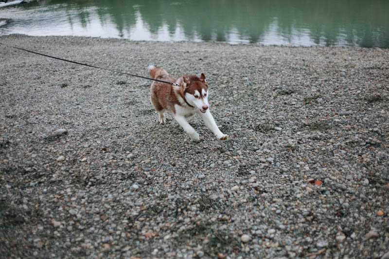 Alaskan Malamute Puppy | Mallorie Owens