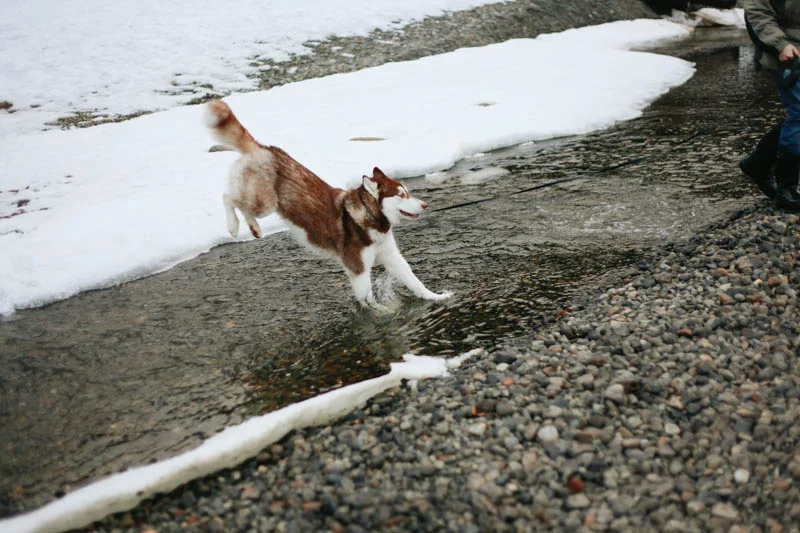 Cute Alaskan Malamute | Mallorie Owens