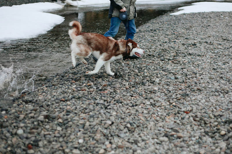Alaskan Malamute | Mallorie Owens