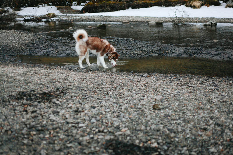 Alaskan Malamute Puppy | Mallorie Owens