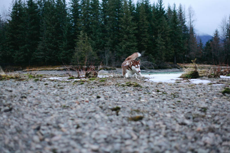 Alaskan Malamute | Mallorie Owens