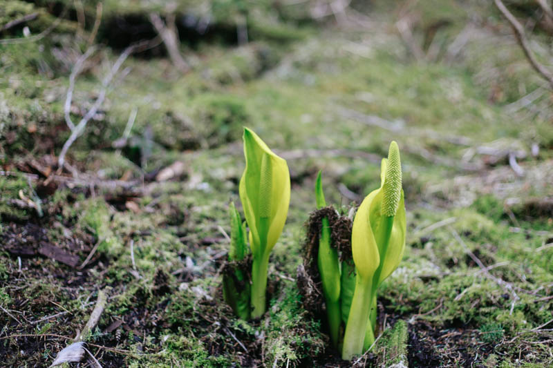 Skunk Cabbage | Mallorie Owens