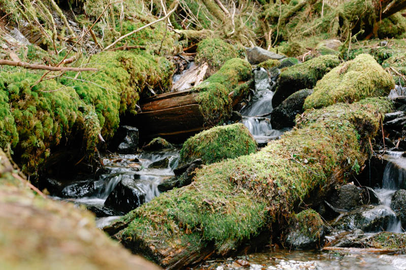 Places to Visit in Juneau, Alaska ↠ Lemon Creek Trail | Mallorie Owens