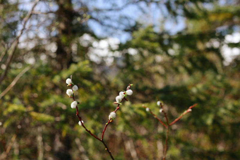 Spring in Juneau, Alaska | Mallorie Owens