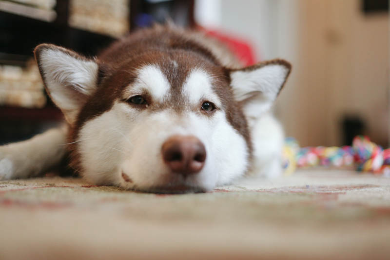 Alaskan Malamute Puppy | MALLORIE OWENS
