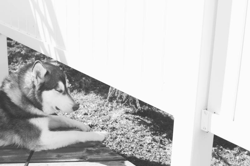 Sun bathing dog. | MALLORIE OWENS