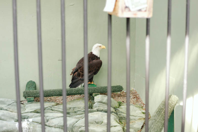 Bald Eagle | MALLORIE OWENS