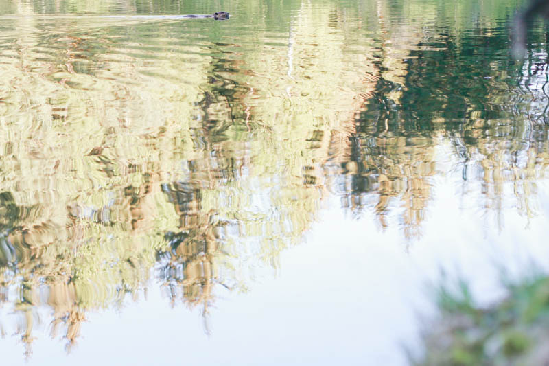 Beaver at Dredge Lake in Juneau, Alaska | MALLORIE OWENS