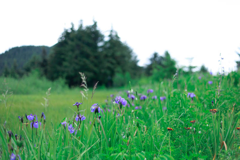 Wild Irises, Juneau, Alaska | MALLORIE OWENS
